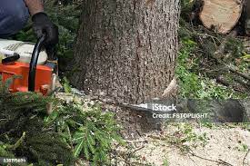 Best Tree Disease Treatment  in Rouse, CA