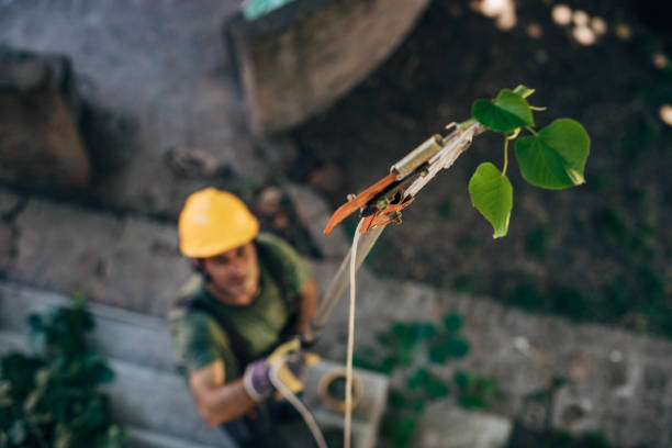 Best Arborist Consultation Services  in Rouse, CA