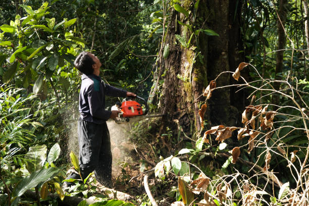 Best Pest Control for Lawns  in Rouse, CA