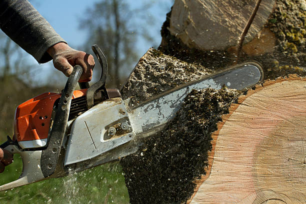 Best Emergency Tree Removal  in Rouse, CA